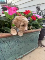 Pickles, a male Maltipoo for sale in Safford, AZ – 3 of 5