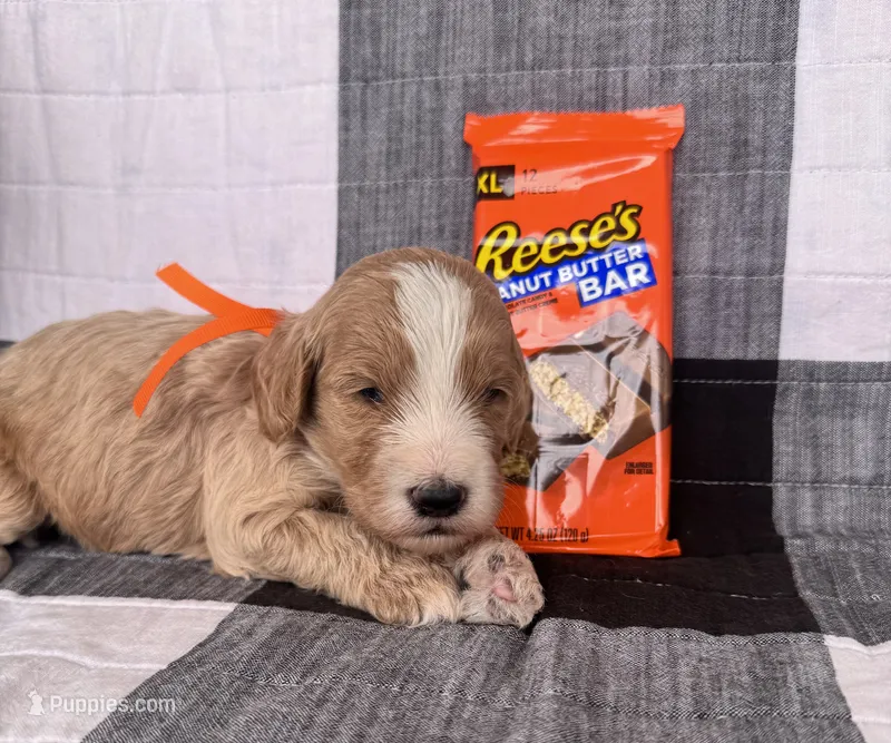 Reece  – Australian Labradoodle puppy for sale in Safford, AZ