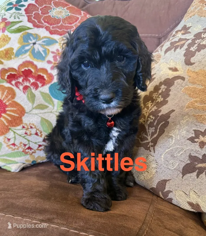 Skittles – Australian Labradoodle puppy for sale in Safford, AZ