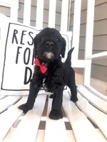 Rolo, a male Australian Labradoodle for sale in Safford, AZ – 5 of 8