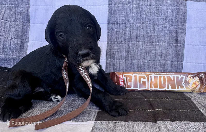 Big Hunk – Australian Labradoodle puppy for sale in Safford, AZ