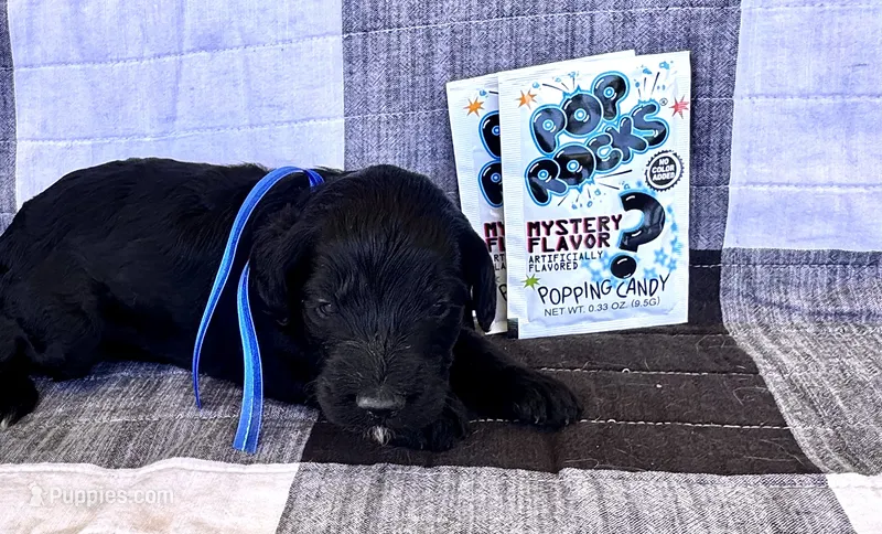Rocky (pop rocks) – Australian Labradoodle puppy for sale in Safford, AZ