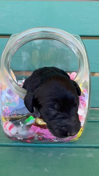 Big Hunk, a male Labradoodle and Australian Labradoodle for sale in Safford, AZ – 4 of 4