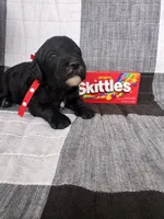 Skittles, a female Australian Labradoodle for sale in Safford, AZ – 2 of 6