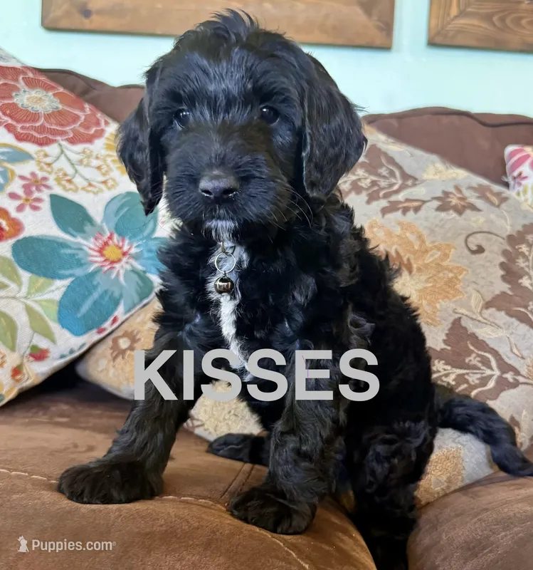 Hershey kiss  – Labradoodle puppy for sale in Safford, AZ