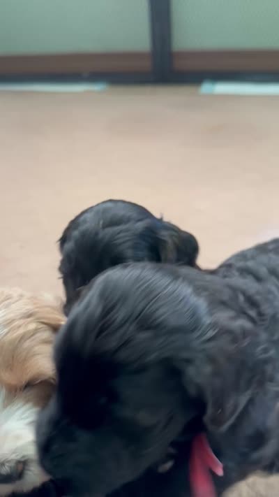 Rolo, a male Australian Labradoodle for sale in Safford, AZ – 4 of 8