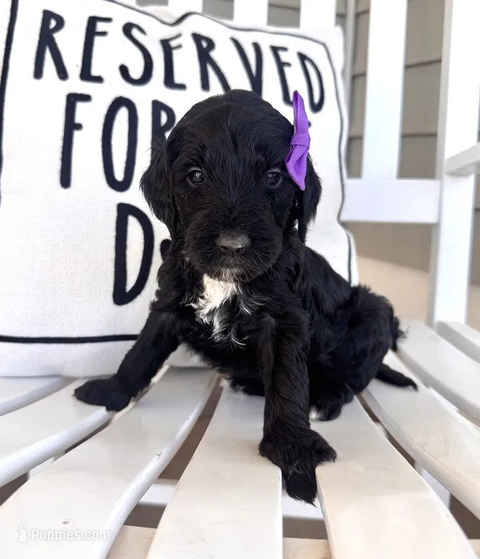 Taffy  – Australian Labradoodle puppy for sale in Safford, AZ