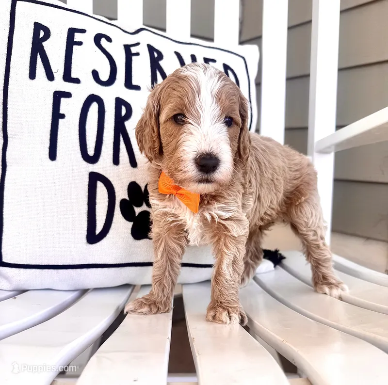 Reece  – Australian Labradoodle puppy for sale in Safford, AZ