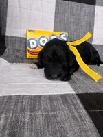 Dots, a female Australian Labradoodle for sale in Safford, AZ – 2 of 8