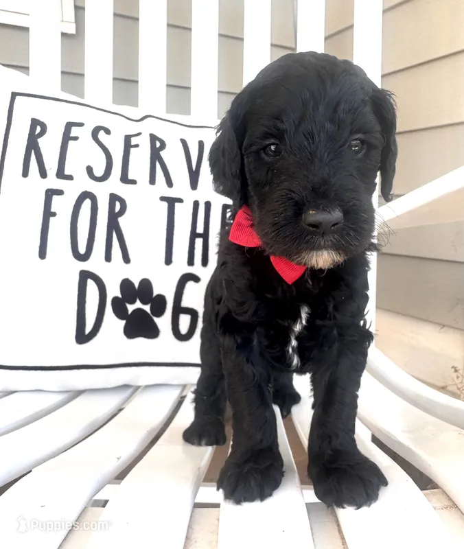 Rollo – Australian Labradoodle puppy for sale in Safford, AZ