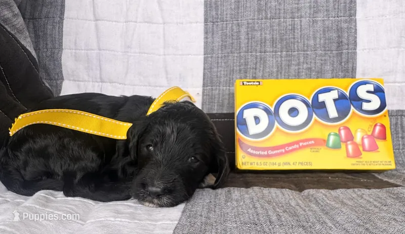 Dots – Australian Labradoodle puppy for sale in Safford, AZ