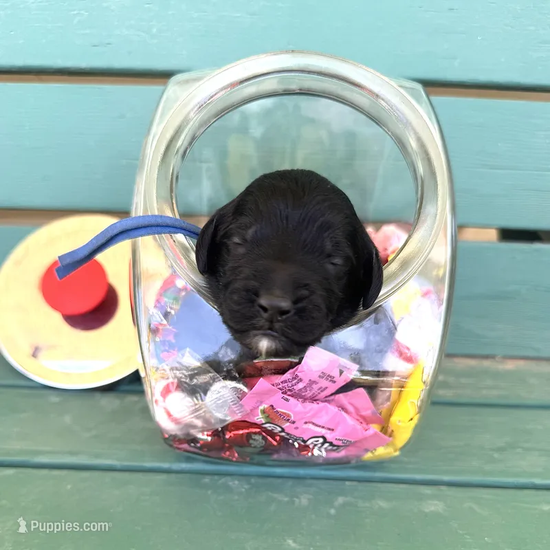 Rocky (pop rocks) – Australian Labradoodle puppy for sale in Safford, AZ