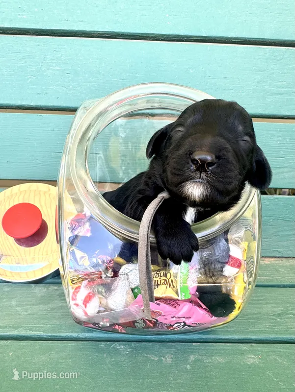 Hershey kiss  – Labradoodle puppy for sale in Safford, AZ