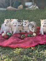 processed/9a65e9aa-ad37-4e8f-9d9d-a2a651c9bff7/listing/066e4501-9207-4dd4-b286-d49a94440329/46adc20b-d6dc-4e17-a625-7fca1cd901c8