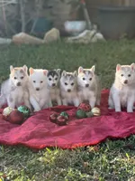 processed/9a65e9aa-ad37-4e8f-9d9d-a2a651c9bff7/listing/066e4501-9207-4dd4-b286-d49a94440329/c380044c-2838-45f7-8ae6-a6b5bc40c79e