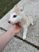 processed/9a65e9aa-ad37-4e8f-9d9d-a2a651c9bff7/listing/066e4501-9207-4dd4-b286-d49a94440329/d40712c5-ba63-4fda-ae5e-6f7c7a4f2a88