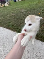 processed/9a65e9aa-ad37-4e8f-9d9d-a2a651c9bff7/listing/066e4501-9207-4dd4-b286-d49a94440329/f6a5538e-0c2b-4eb9-972b-5bcbf816639a