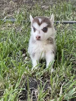 June, a female Siberian Husky for sale in Houston, TX – 2 of 2