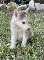 Jane, a female Siberian Husky for sale in Houston, TX – 2 of 3