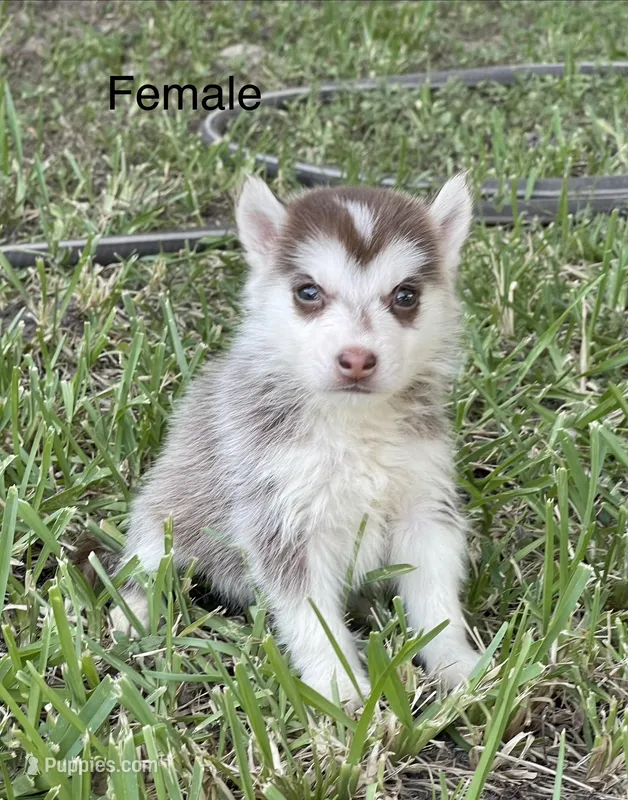 June – Siberian Husky puppy for sale in Houston, TX