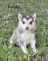 June, a female Siberian Husky for sale in Houston, TX – 1 of 2
