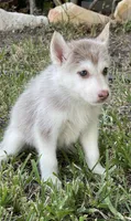 Juliet, a female Siberian Husky for sale in Houston, TX – 2 of 2
