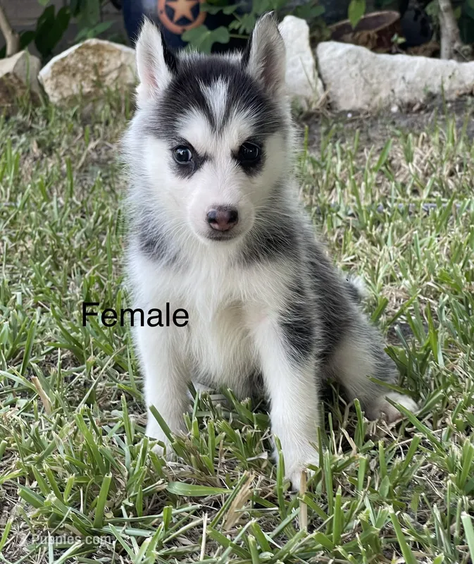 Juda – Siberian Husky puppy for sale in Houston, TX