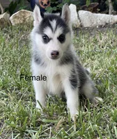 Juda, a female Siberian Husky for sale in Houston, TX – 1 of 2