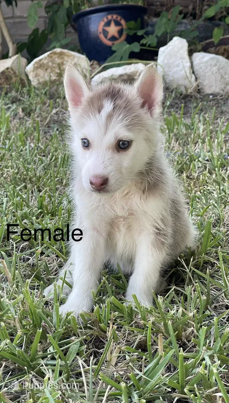 Jane – Siberian Husky puppy for sale in Houston, TX