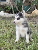Juda, a female Siberian Husky for sale in Houston, TX – 2 of 2