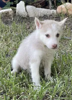 Jay, a male Siberian Husky for sale in Houston, TX – 2 of 2