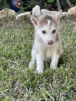 Jane, a female Siberian Husky for sale in Houston, TX – 3 of 3