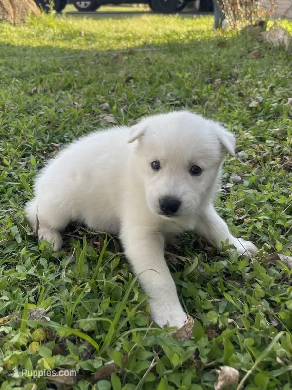 Atlas, a male Siberian Husky for sale in Houston, TX – Photo 1 of 4
