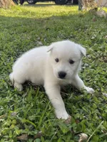 Atlas, a male Siberian Husky for sale in Houston, TX – Photo 1 of 4