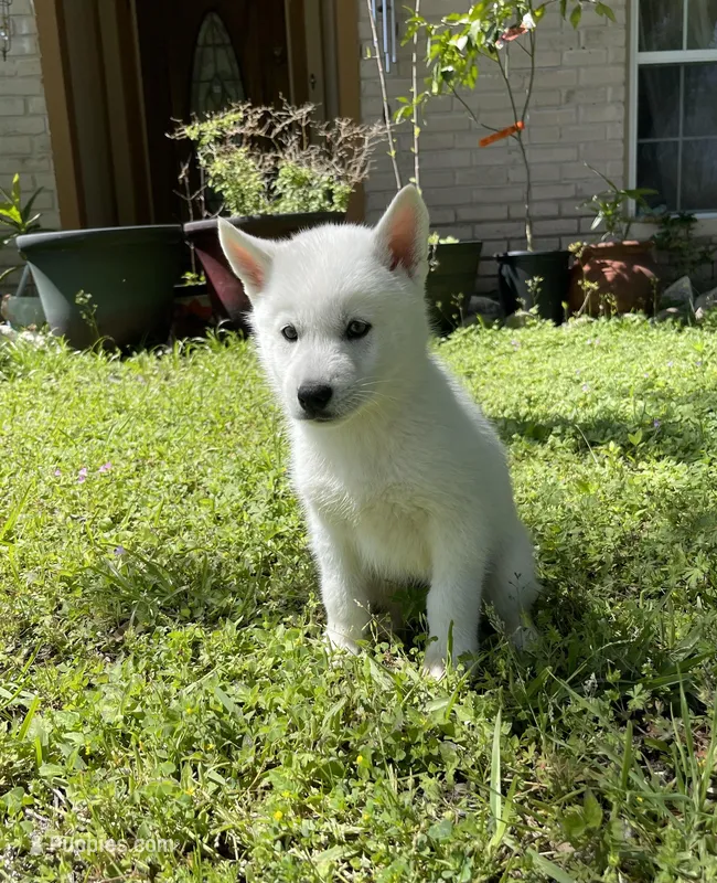 Atlas – Siberian Husky puppy for sale in Houston, TX