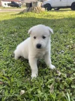 Atlas, a male Siberian Husky for sale in Houston, TX – Photo 3 of 4