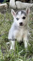 Jupiter, a female Siberian Husky for sale in Houston, TX – 2 of 2
