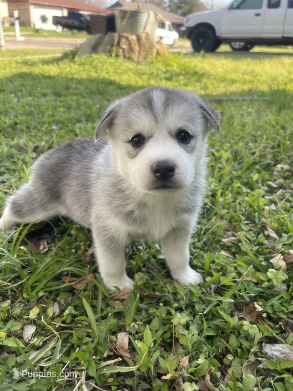 Thor, a male Siberian Husky for sale in Houston, TX – Photo 1 of 5