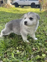 Thor, a male Siberian Husky for sale in Houston, TX – Photo 3 of 5