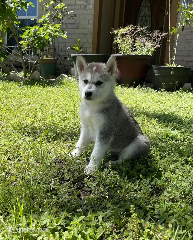 Thor – Siberian Husky puppy for sale in Houston, TX