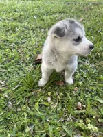 Thor, a male Siberian Husky for sale in Houston, TX – Photo 2 of 5