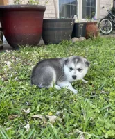 Loki, a male Siberian Husky for sale in Houston, TX – Photo 2 of 4