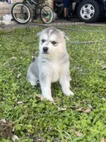 Loki, a male Siberian Husky for sale in Houston, TX – Photo 1 of 4