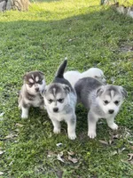 Loki, a male Siberian Husky for sale in Houston, TX – Photo 3 of 4