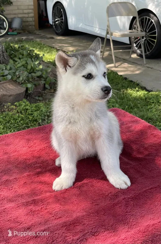 Loki – Siberian Husky puppy for sale in Houston, TX