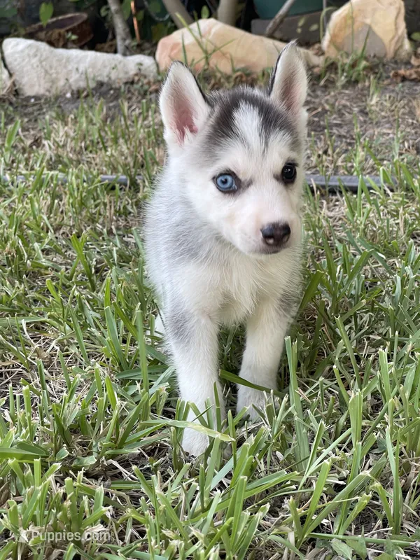 Jupiter – Siberian Husky puppy for sale in Houston, TX