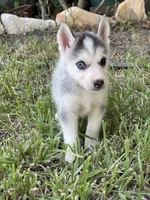 Jupiter, a female Siberian Husky for sale in Houston, TX – 1 of 2