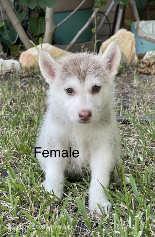 Juliet – Siberian Husky puppy for sale in Houston, TX