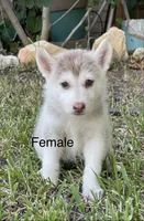 Juliet, a female Siberian Husky for sale in Houston, TX – 1 of 2