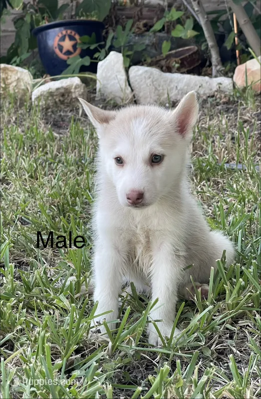 Jay – Siberian Husky puppy for sale in Houston, TX